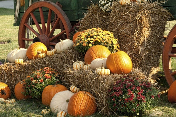 Hay bales and pumpkins